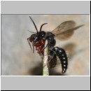 Smicromyrme rufipes - Rotbeinige Spinnenameise 06b 5-9mm Paarung.jpg